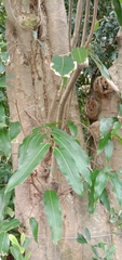 Hydnocarpus