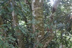 Quercus gilva