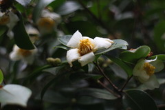 Camellia