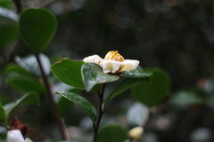 Camellia