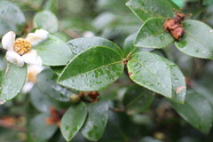 Camellia