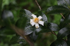 Camellia