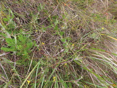 Osteospermum ciliatum