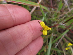 Osteospermum ciliatum