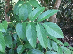 Leea philippinensis