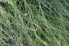 Isolepis inundata