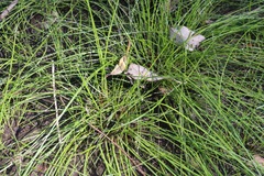 Isolepis inundata