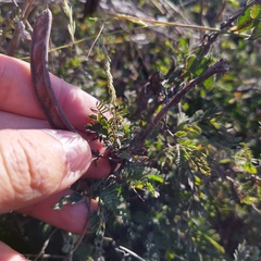 Calliandra eriophylla