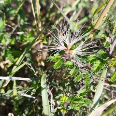 Calliandra eriophylla