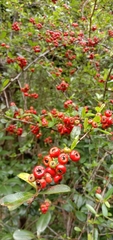 Pyracantha fortuneana