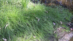 Isolepis inundata