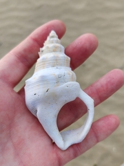 Struthiolaria papulosa