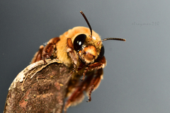 Xenoglossa fulva