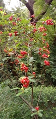 Pyracantha fortuneana