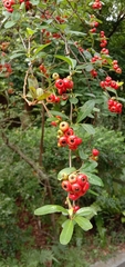 Pyracantha fortuneana