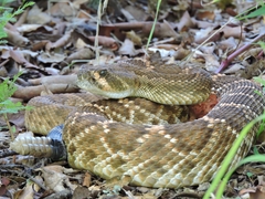 Crotalus ruber
