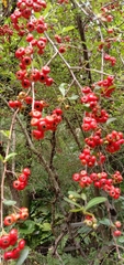 Pyracantha fortuneana