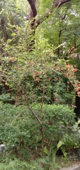 Pyracantha fortuneana