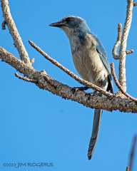 Aphelocoma coerulescens