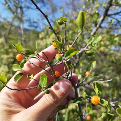 Celtis pallida