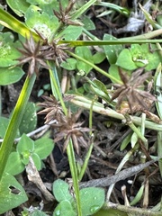 Cyperus croceus