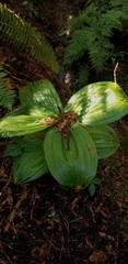 Veratrum fimbriatum