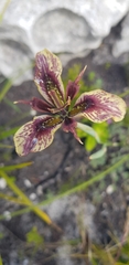 Moraea lurida
