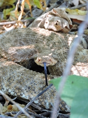 Crotalus mitchellii