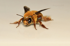 Xenoglossa fulva