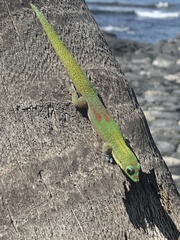 Phelsuma laticauda