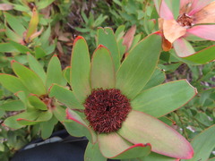 Leucadendron sessile