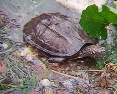Melanochelys trijuga
