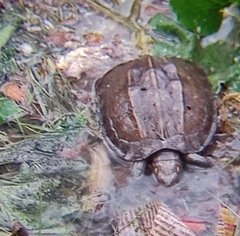 Melanochelys trijuga