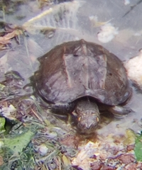 Melanochelys trijuga