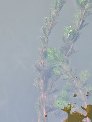 Myriophyllum image