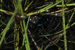 Microbatrachella capensis