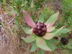 Leucadendron sessile