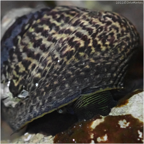 Speckled Tegula