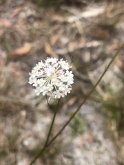 Trachymene incisa