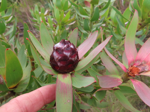 Image of Leucadendron sessile by (c) linkie, some rights reserved (CC BY)