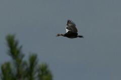 Plectropterus gambensis