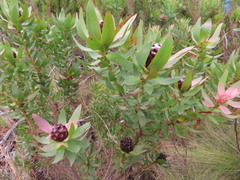 Leucadendron sessile