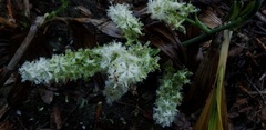 Veratrum fimbriatum