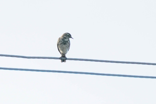 Bisbita alpino (Anthus spinoletta)