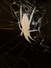 Larinia chloris