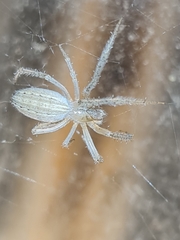 Larinia