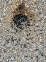 Veromessor pergandei