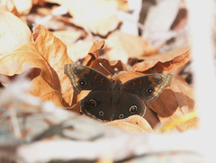 Junonia nigrosuffusa