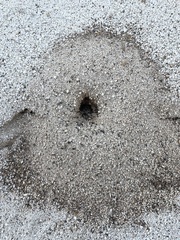 Veromessor pergandei