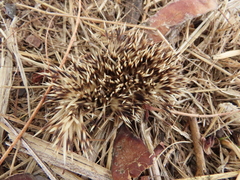Atelerix frontalis